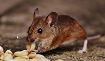 24 Hour & Emergency Exterminators in Leggett, NC